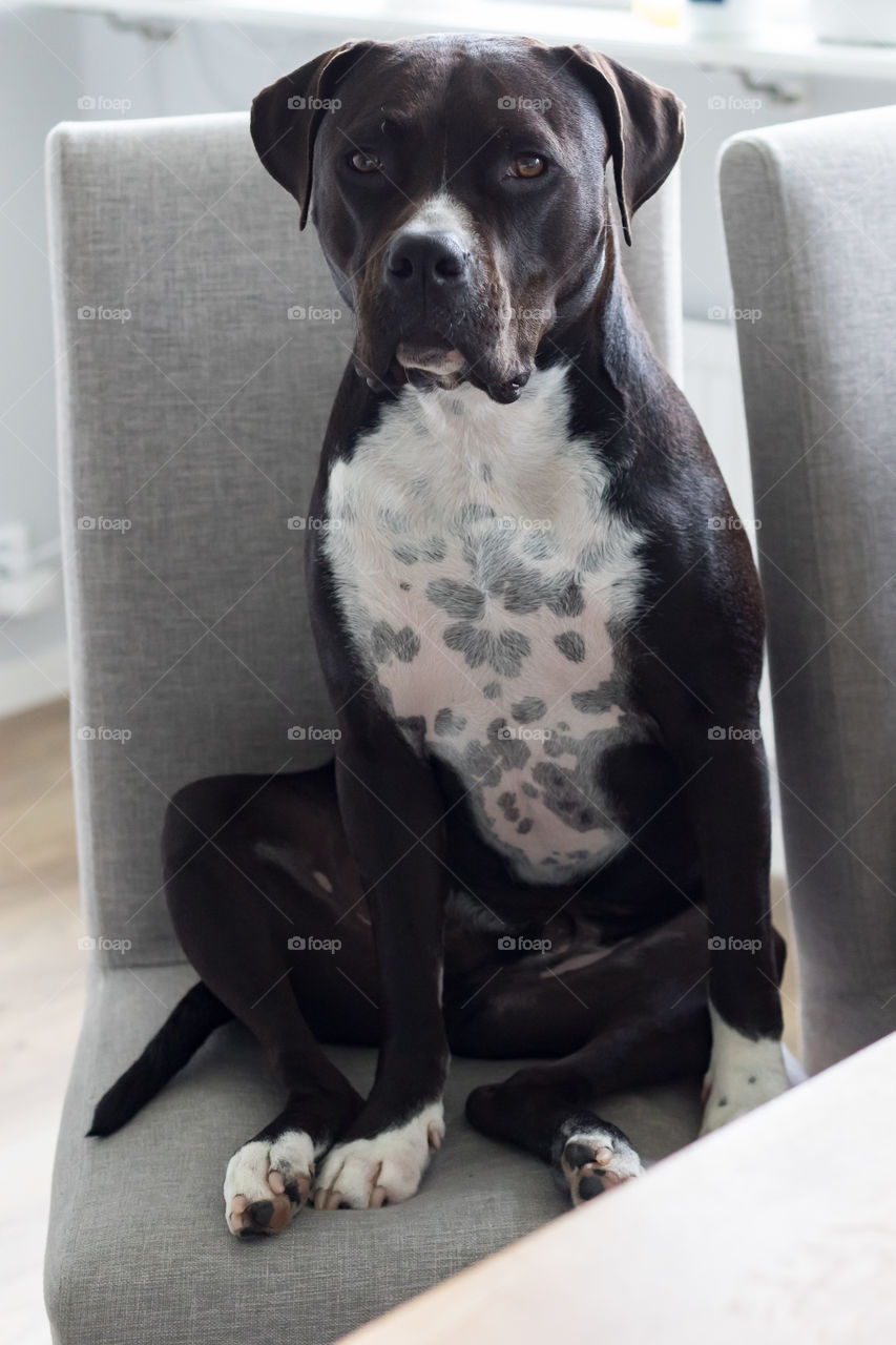 Dog sitting on a chair by the table, looking a bit grumpy 