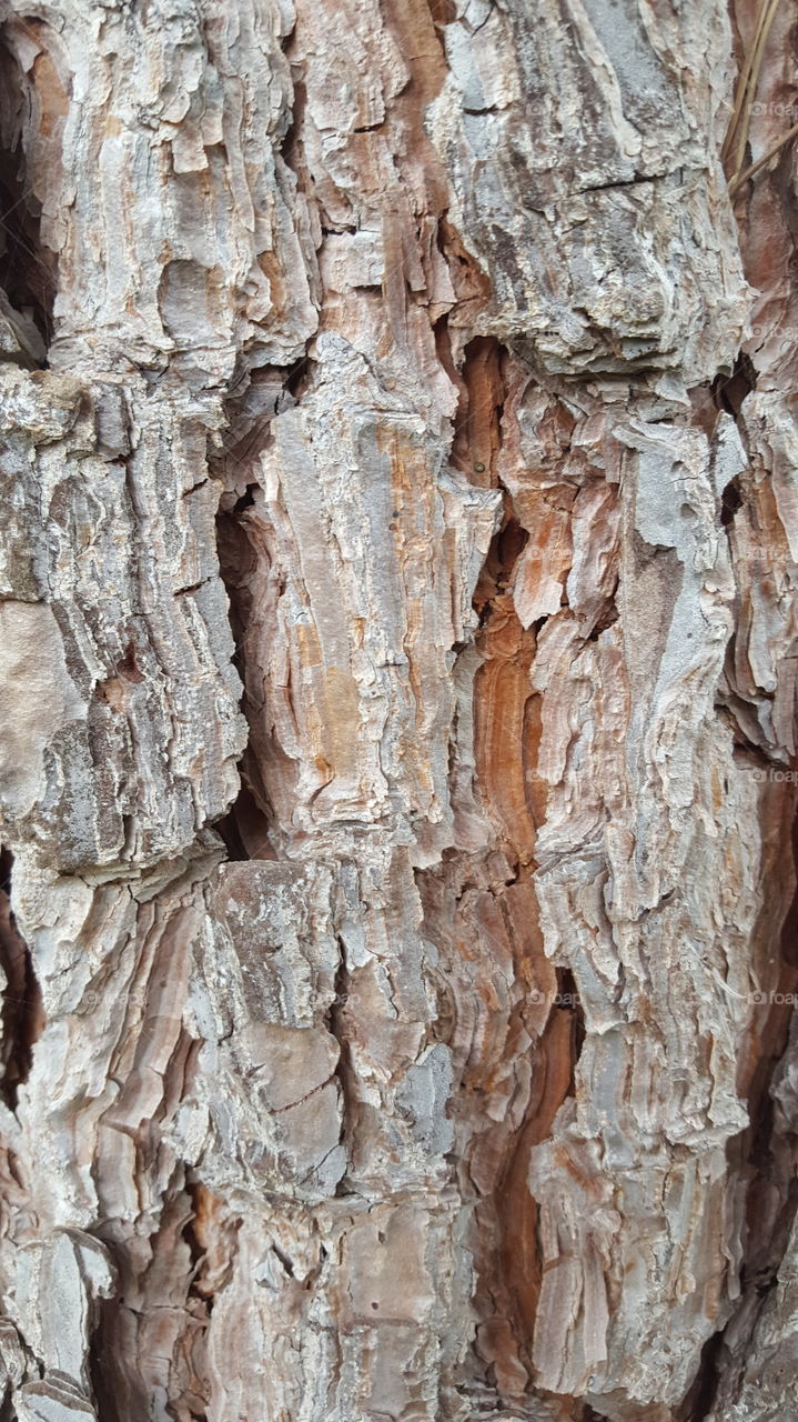 gray bark lineaments