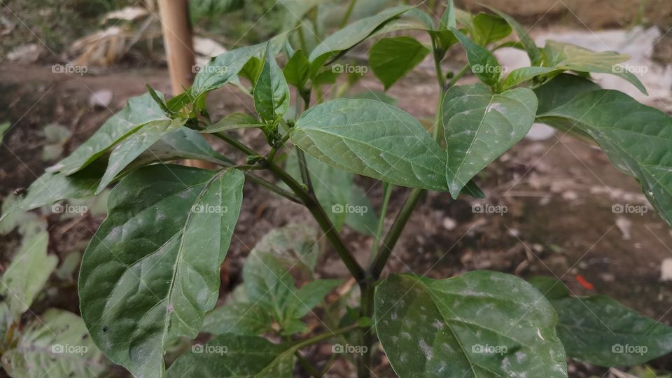 Leaf, Nature, Flora, Growth, Agriculture