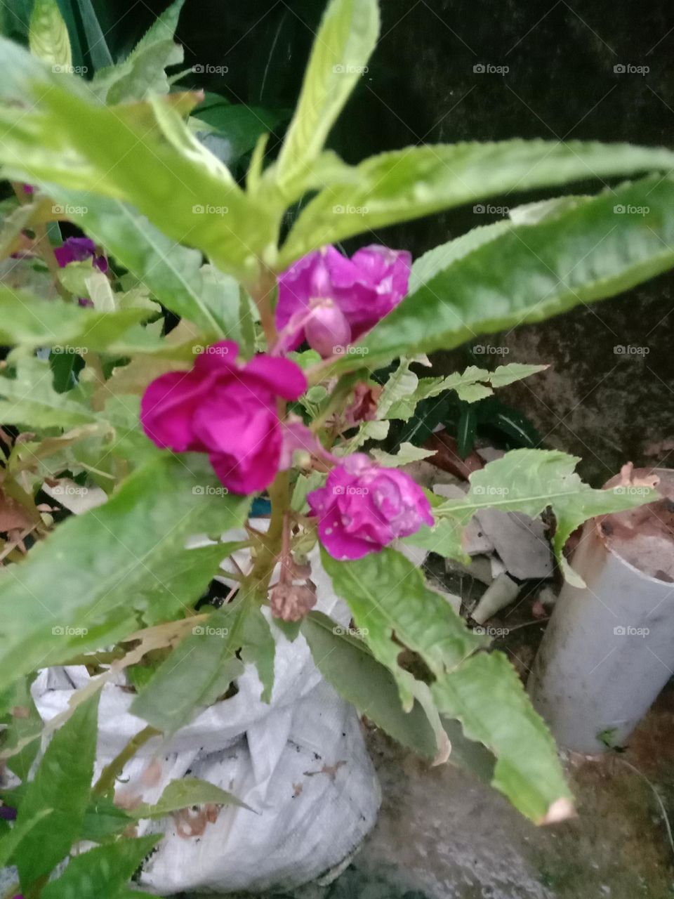 You can bloom ❤️✨