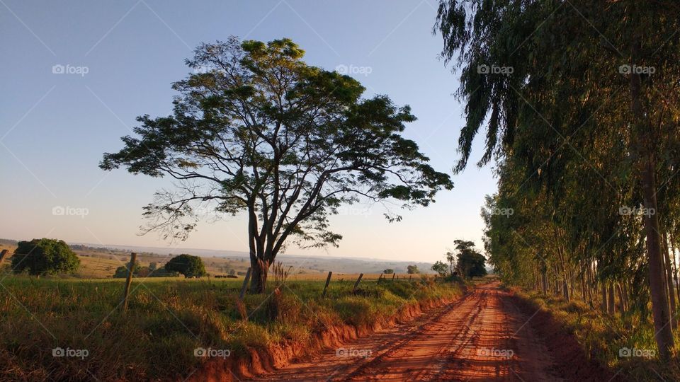 Landscape and Tree