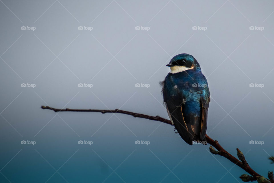 Swallow on a tree branch