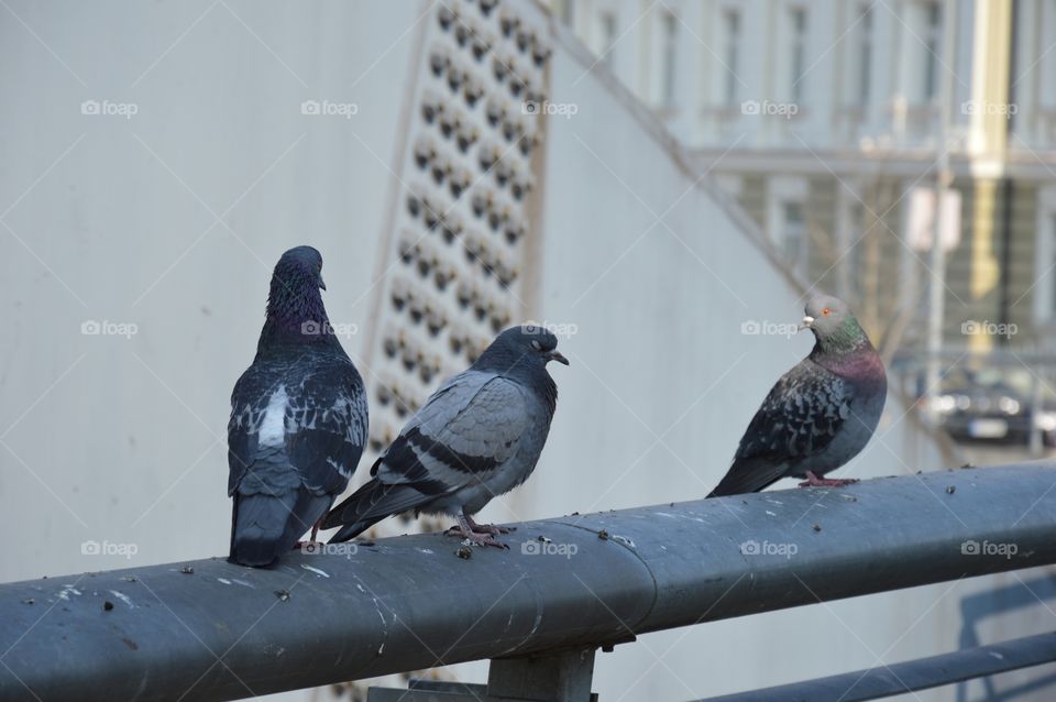 Pigeons sitting on Mindaugas bridge, Vilnius. Some blure