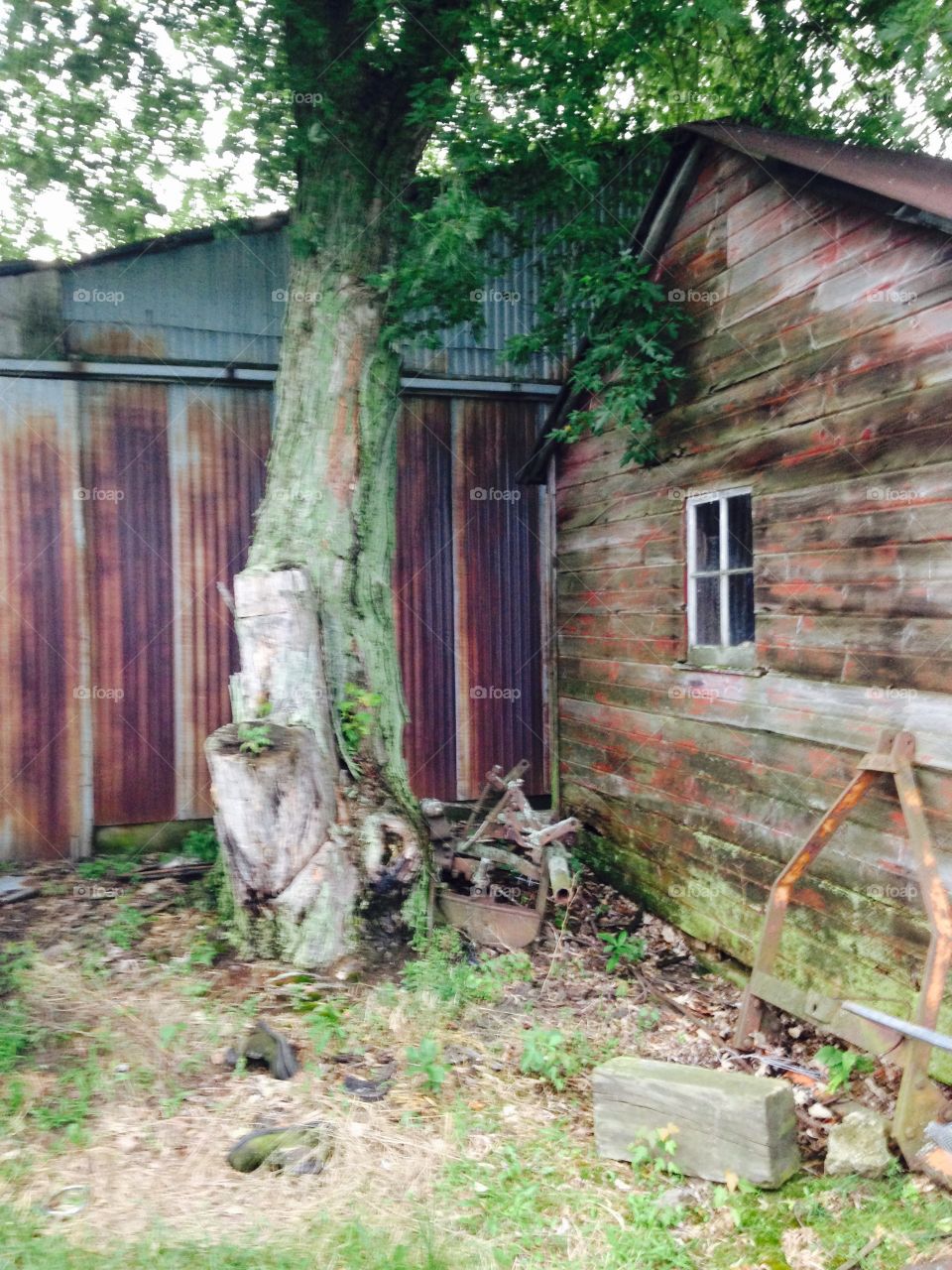 Life forgotten . Tree grown around this plow behind a forgotten shed