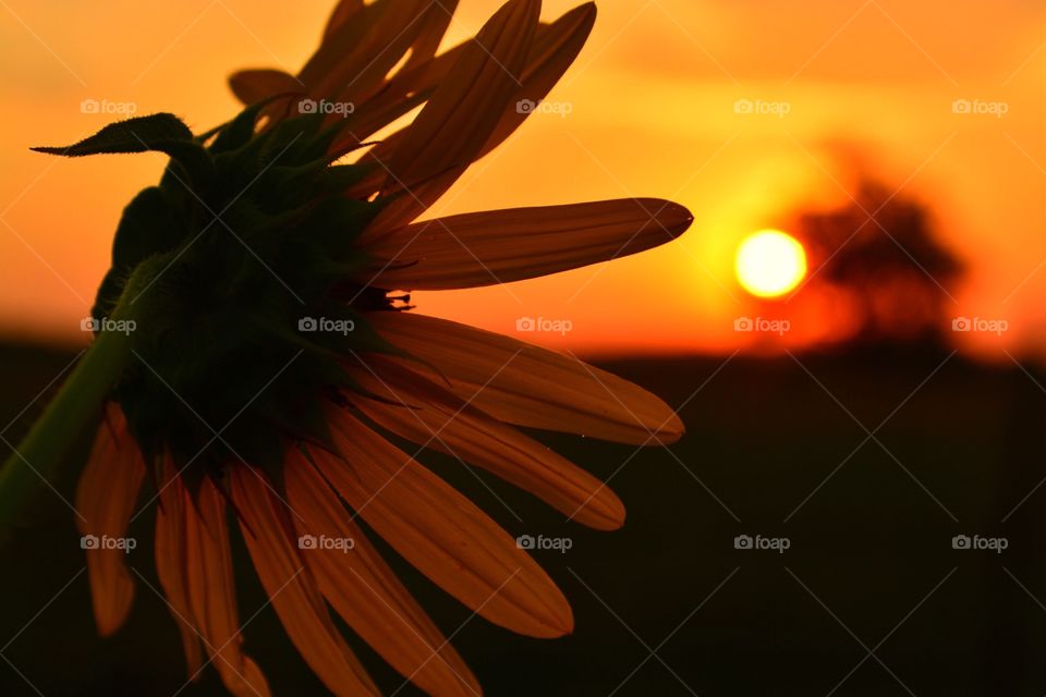 Silhouette sunflower. 