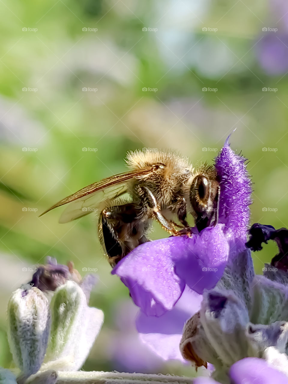 Macro of a honeybee pollinating a purple flower