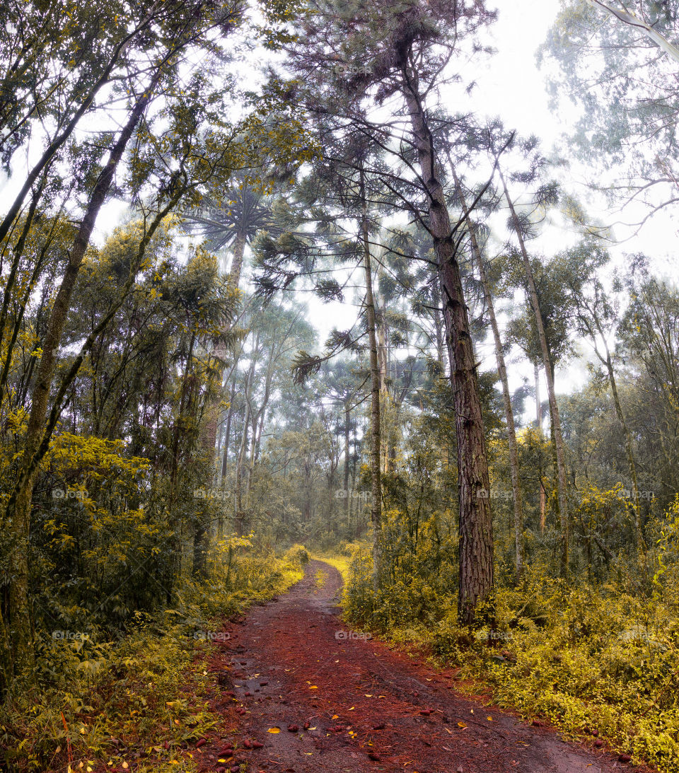 Trail in the nature