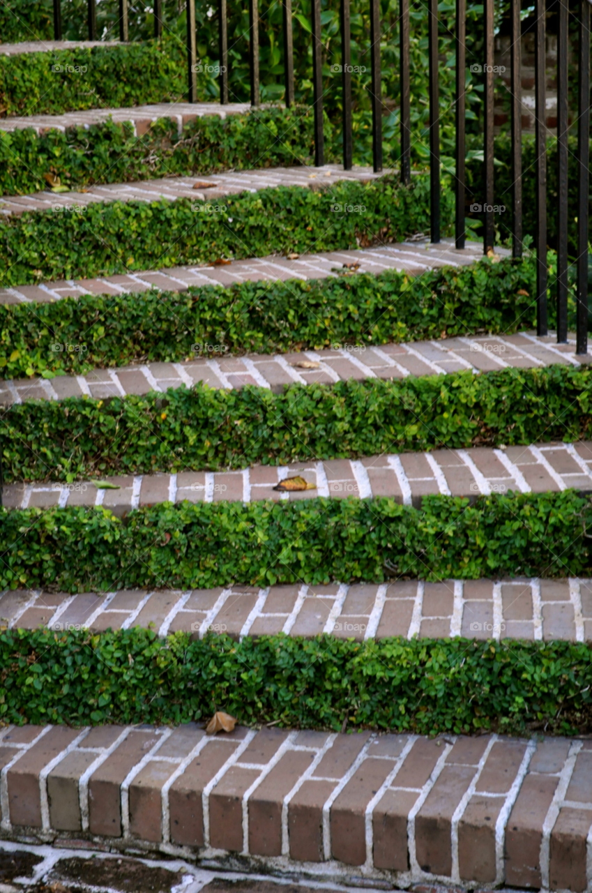 steps moss charleston south carolina outdoors by refocusphoto