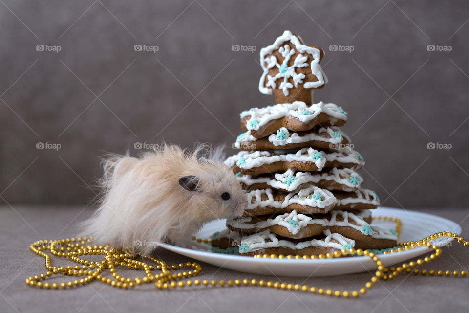 Beige hamster near the gingerbread Christmas tree.  New Year's sweets