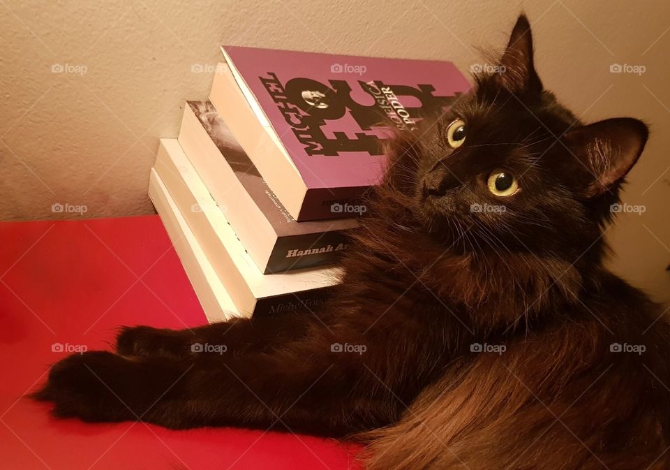 Reader cat