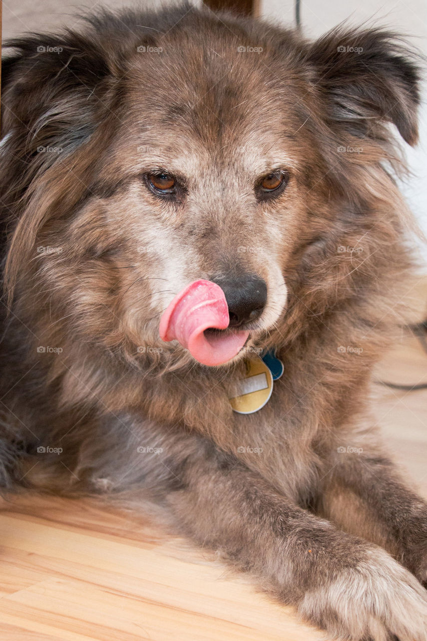 Dog licking her lips