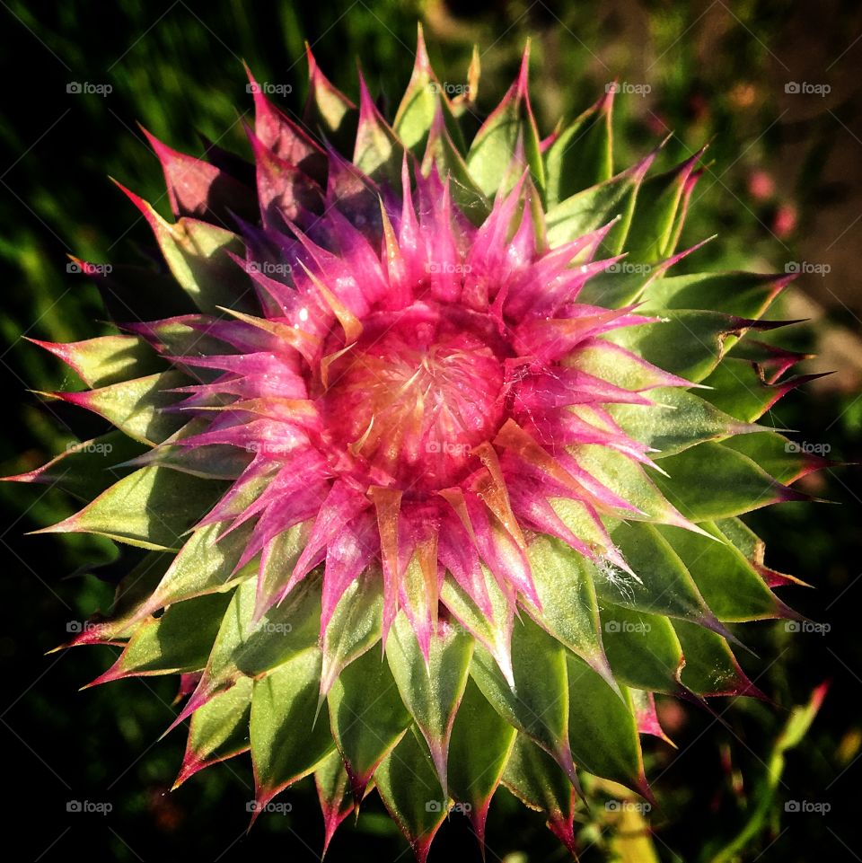 Carduus nutans/Musk Thistle