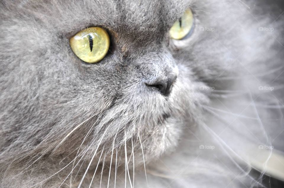 "Pushkin" the Cat. Up-Close photo of a beautiful Persian Cat