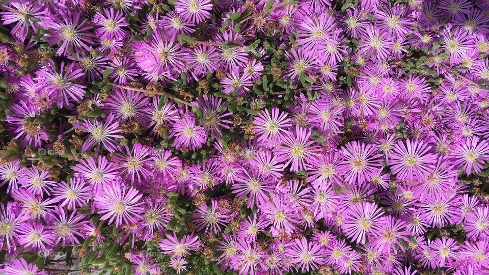 Violet flowers 