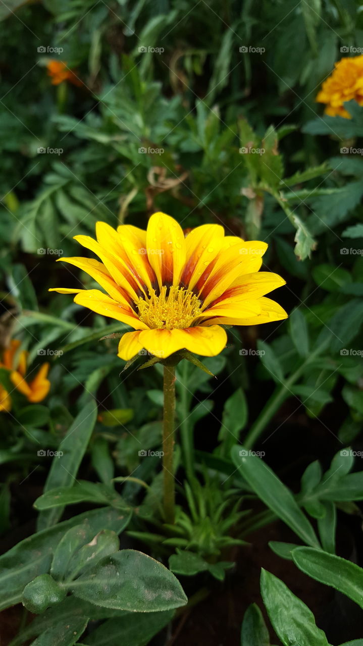 #nature #natural #naturalflower #flower #floral #flora #garden #green #greengrass #leaves #petals #blooming #yellow #yellowflower