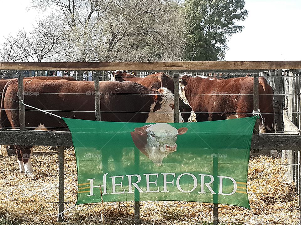 Hereford Cows
