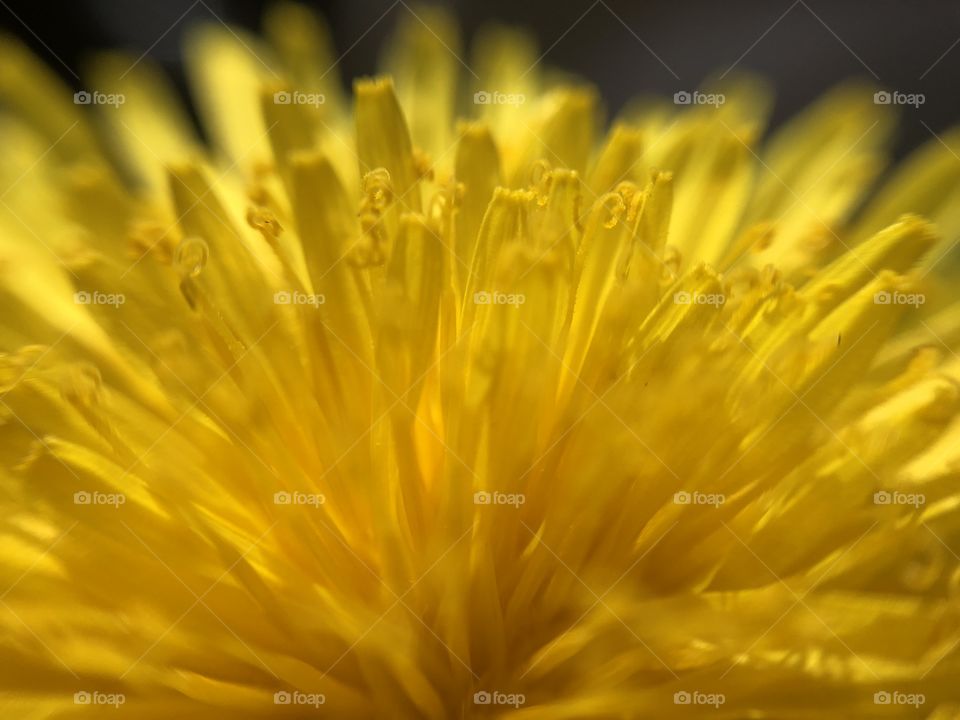 Dandelion