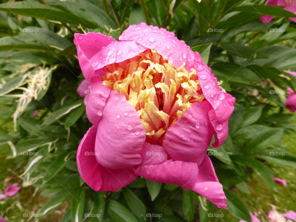 Pink peony