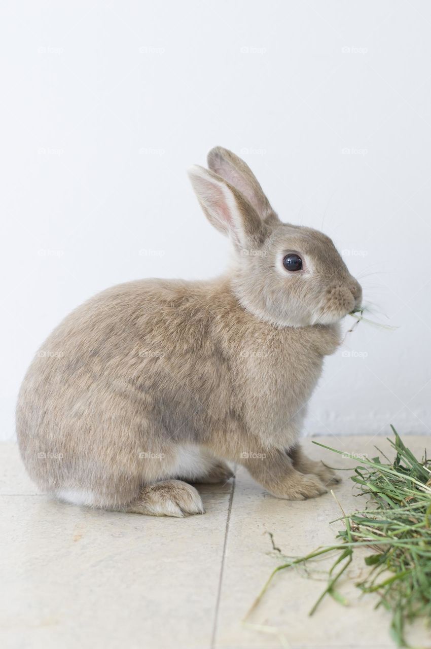 beige domestic rabbit nibbles green grass easter bunny, symbol of 2023