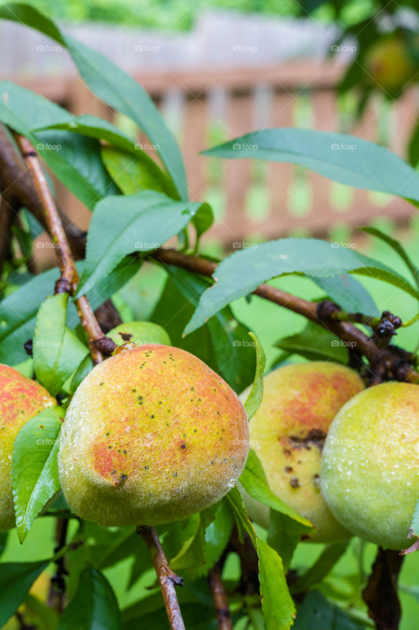 Vertical closeup of an organic peach ripening on a tree with several other peaches and a brown picket fence in soft focus in the background