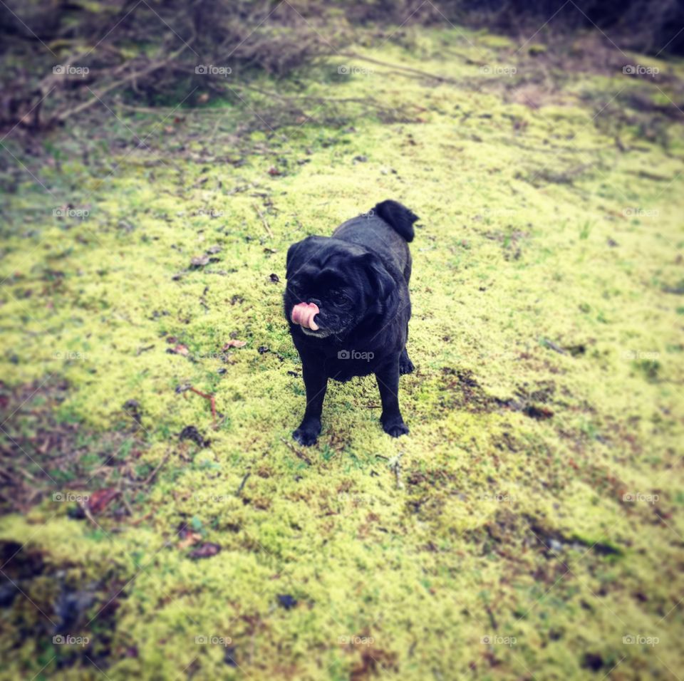 Pug with his tongue out. 