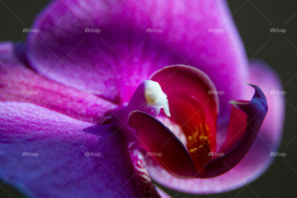 Pink orchid flower