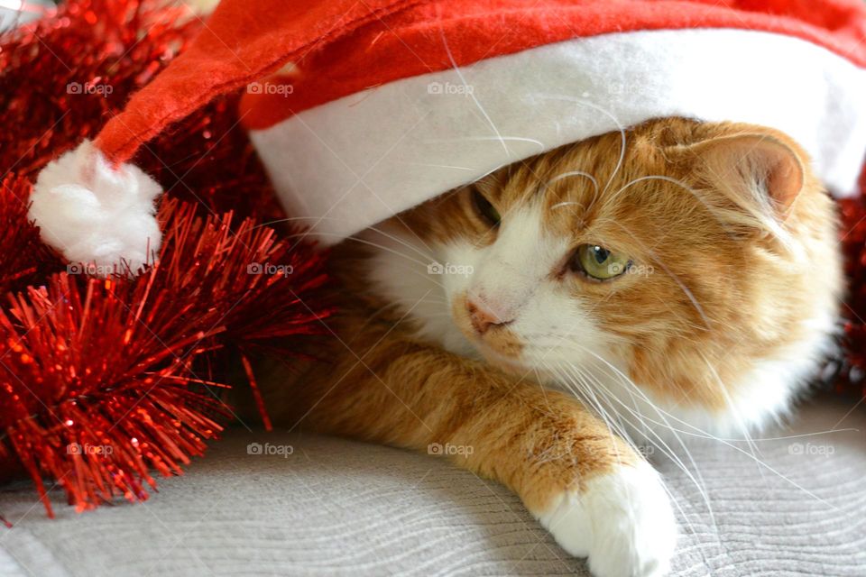 cat in red hat, gifts season winter holiday happy Christmas and New year 🎊