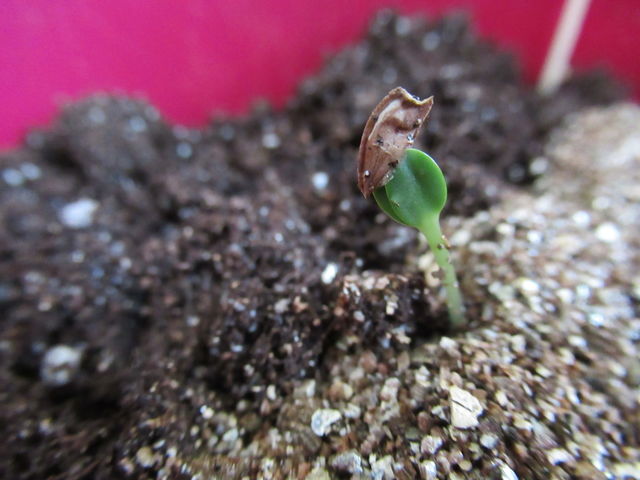 tender sprout climbed out of the ground
