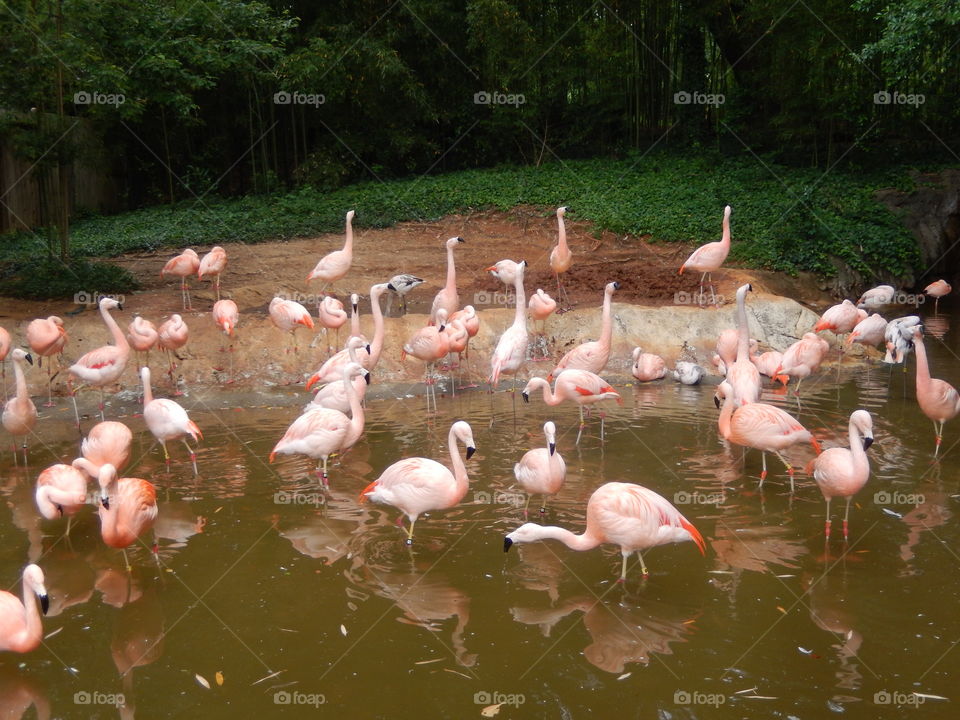 Flamingos 