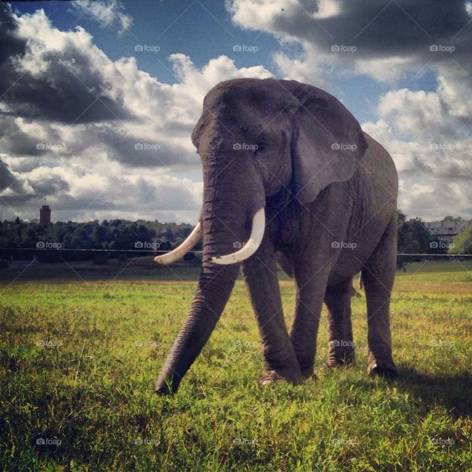 Elephant close up