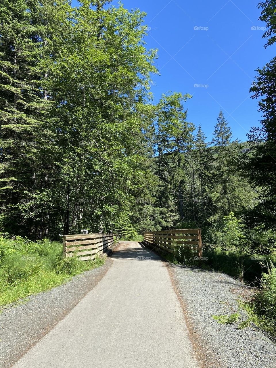 Walking trail at Lake Crescent through the woods