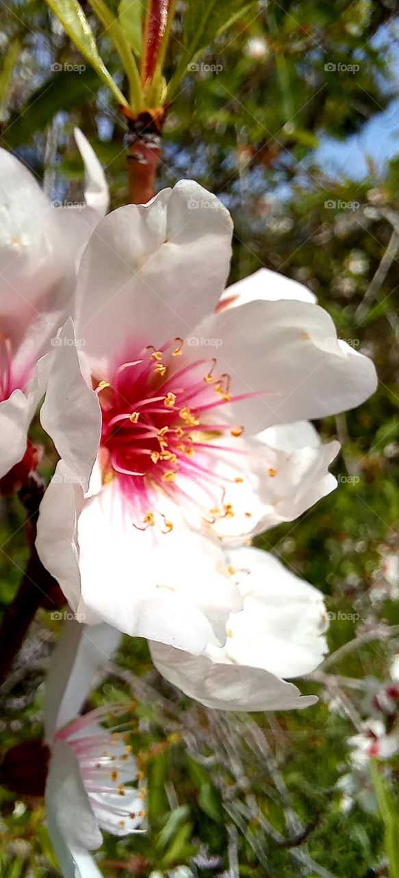 Almond tree