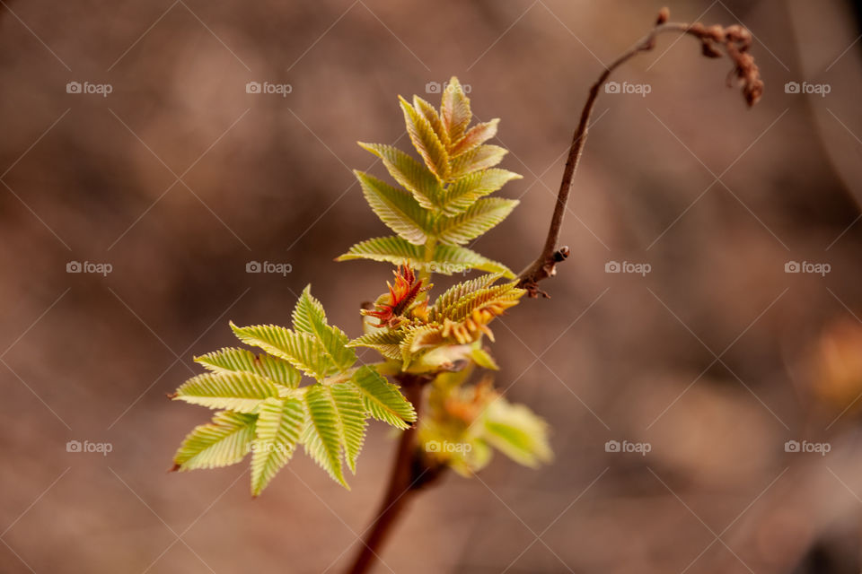 Beautiful spring branch