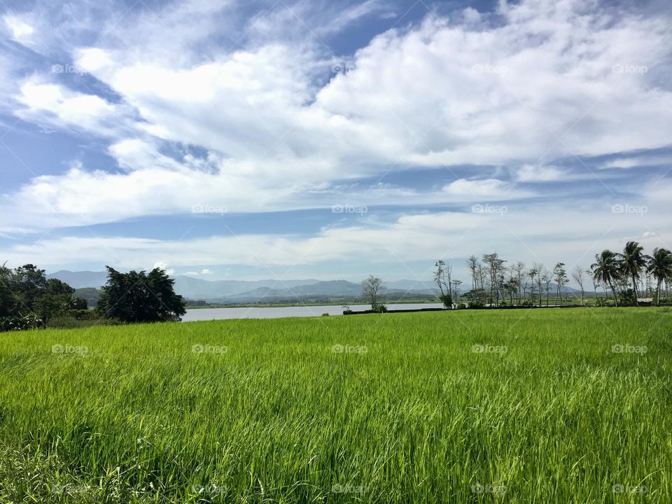 Rice field with a nearby river 