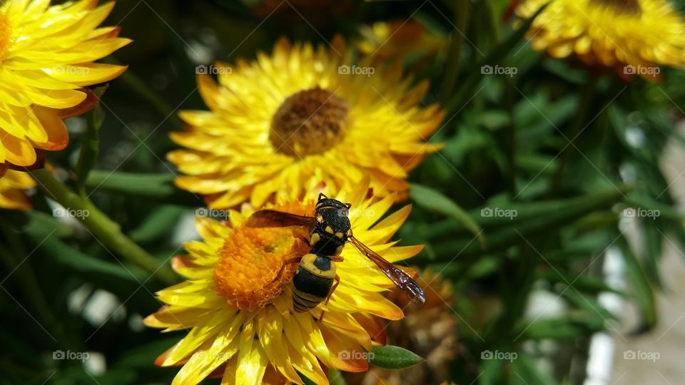 waspon yellow flower