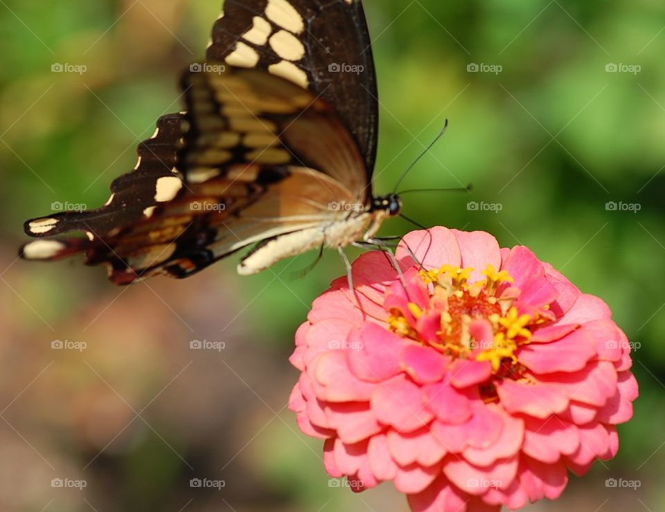Swallowtail on Zinnia. Taken w macro lens 
