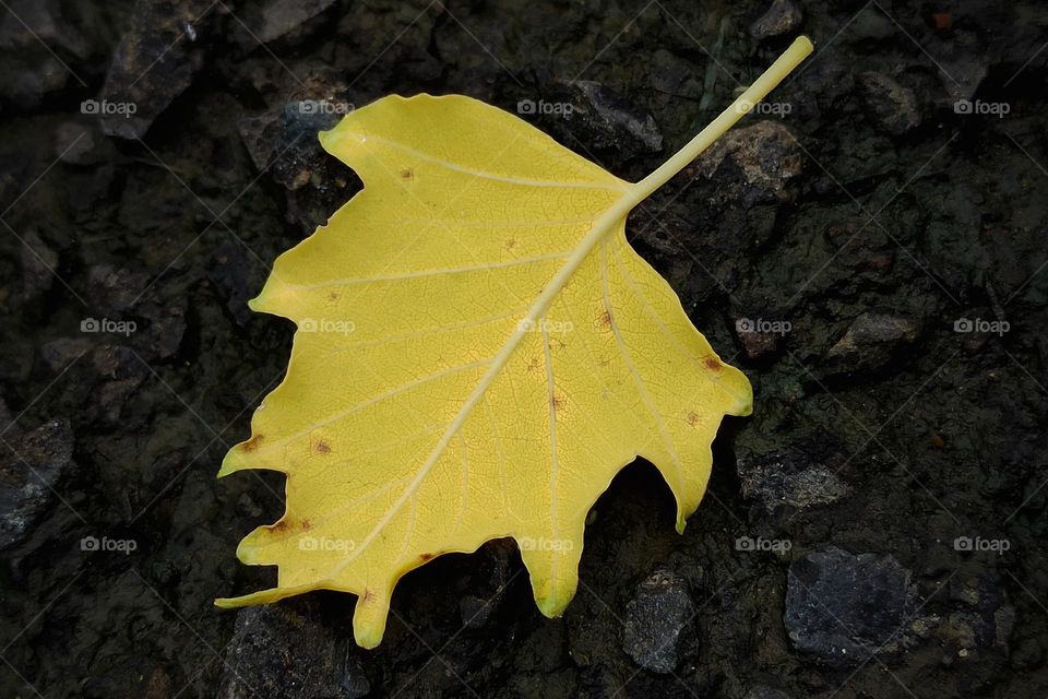 Leaf