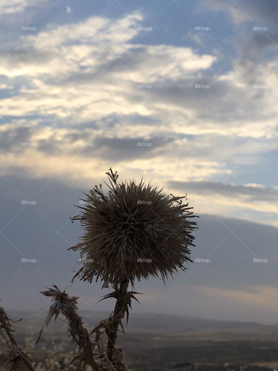 Prickly