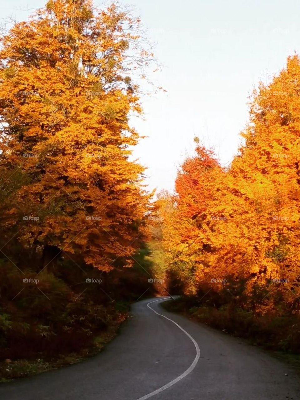 jungle road! It is ‌Fall and a festival of color, beauty and love has been established in the lap of nature. It is Fall and a thousand beautiful colors and dreamy nature...