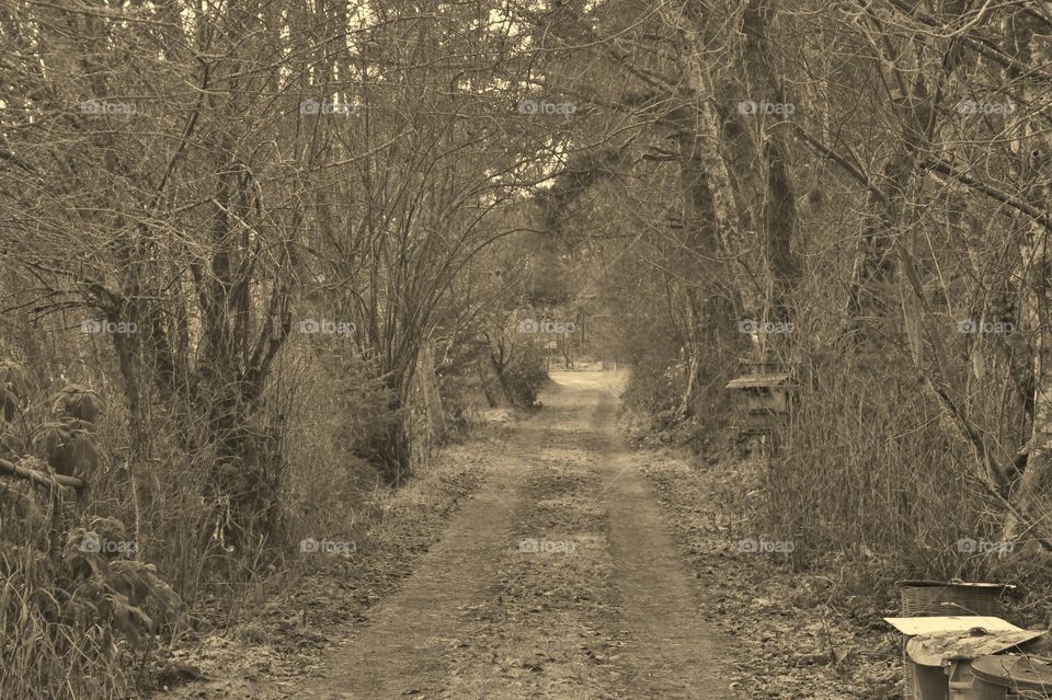 A sepia monochrome photo of a dirt lane arched over by trees. The sunlight shining on the lane and the frost adds to the texture of the photo.