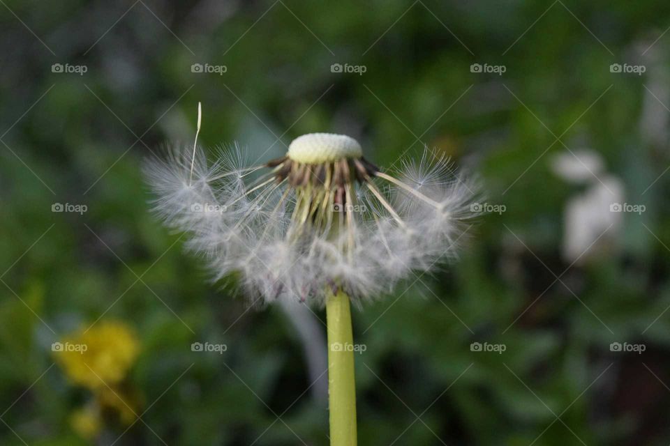 Half a Dandelion