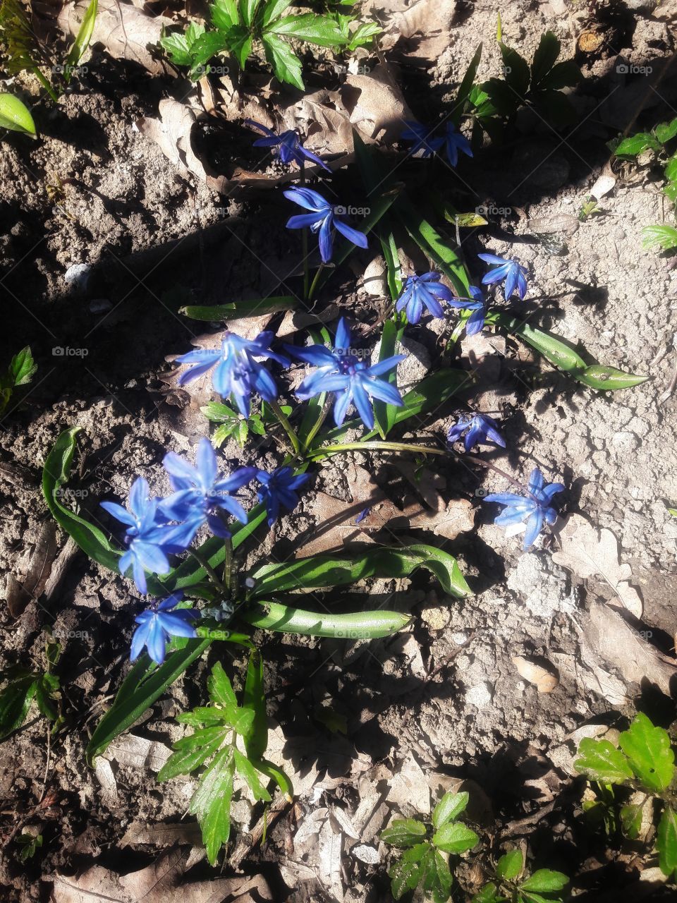 spring flower day outdoor