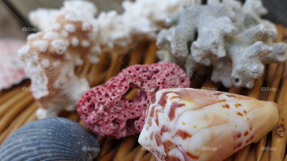 Seashells on wicker with coral