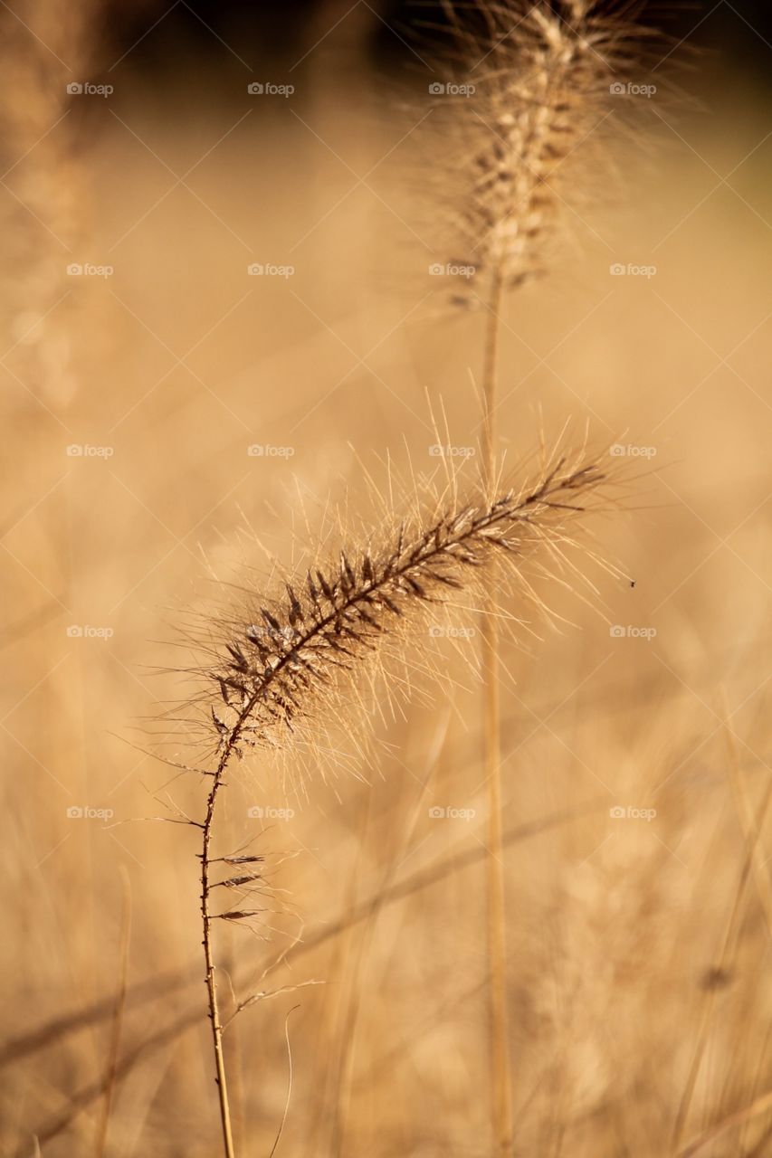 Simple Wheat