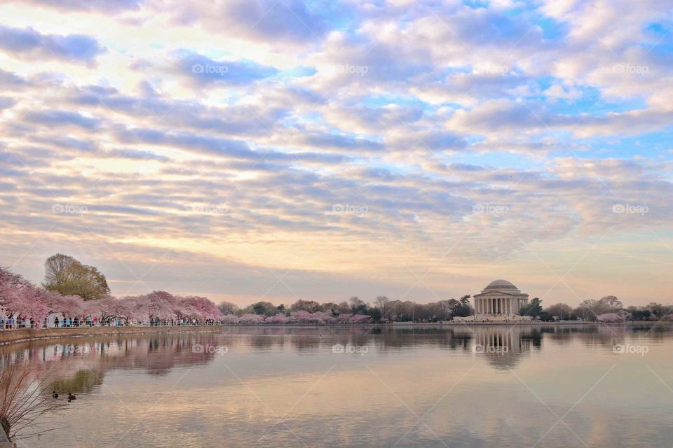 Cherry Blossoms at the Tidal Basin and Jefferson Memorial