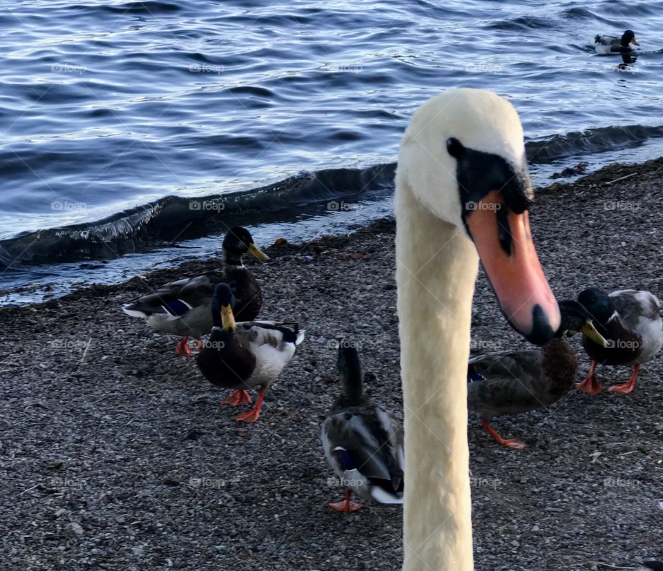 Swan selfie