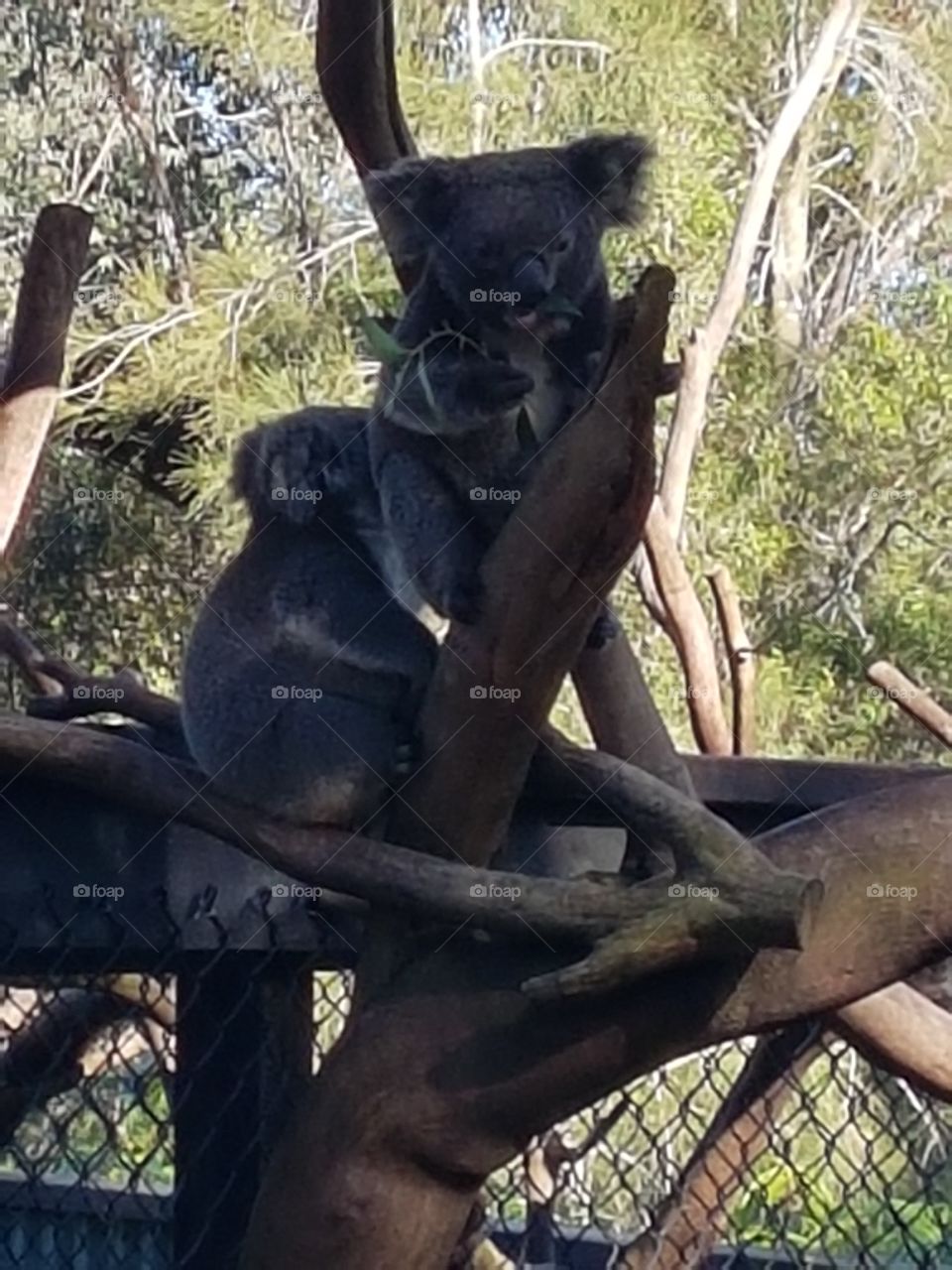 Koala's having a Chill :)