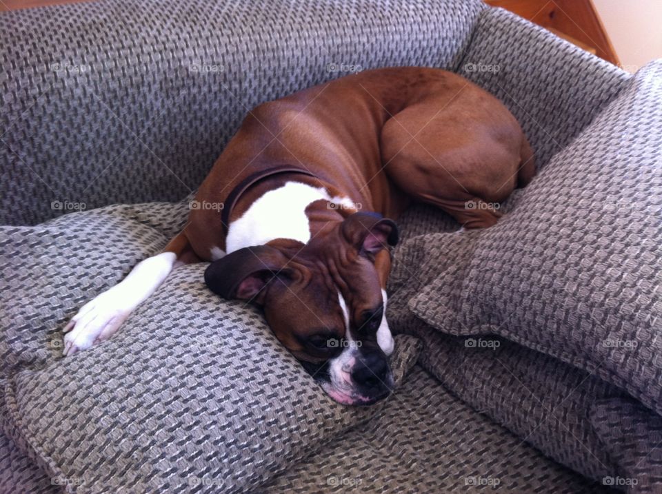 Boxer napping