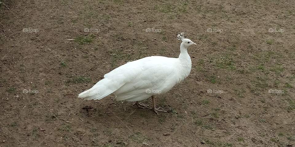 a white peahen walking across a field of dirt