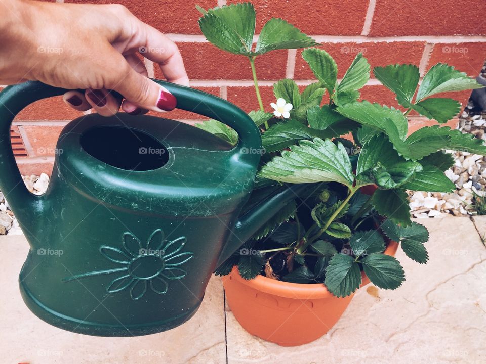 Woman watering flower plant with watering can